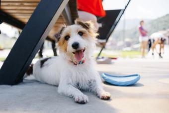 Cute dog wire-haired Jack Russell terrier lies and looks at the camera in a public park