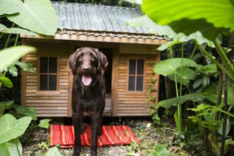 dog in front of doghouse