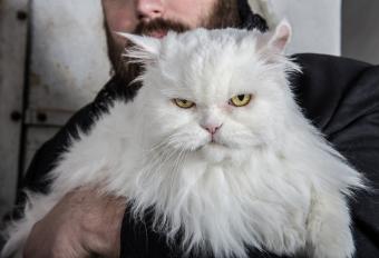 cranky white cat