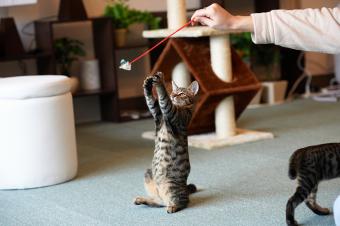 cat playing with a toy