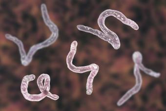 Parasitic hookworm