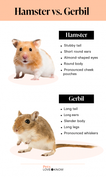 Furball Fever Gerbil Vs Hamster In The Battle For Your Heart 