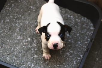 Yorkshiere Terrier looks neugerier in the litter box.