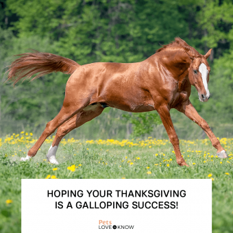 https://cf.ltkcdn.net/www/images/slide/348833-850x850-thanksgiving-horse-memes-galloping.png