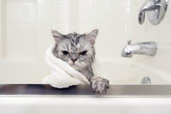 https://cf.ltkcdn.net/www/images/slide/348878-850x567-persian-cat-taking-a-bath-154918525.jpg