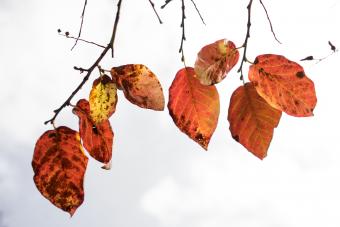 Shot of colourful leafs taken during autumn season in Kyoto Japan.