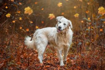 https://cf.ltkcdn.net/www/images/slide/348951-850x567-dog-with-fallen-leaves-1459571861.jpg