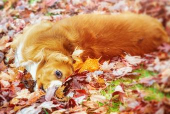 https://cf.ltkcdn.net/www/images/slide/348957-850x567-cocker-spaniel-dog-in-autumn-leaves-1294017511.jpg