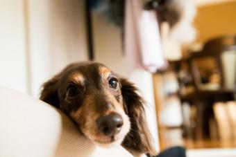 Puppy staring at camera