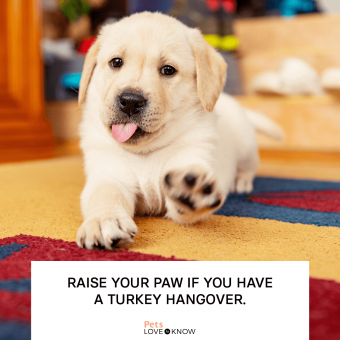 https://cf.ltkcdn.net/www/images/slide/349456-850x850-thanksgiving-dog-memes-coma.png