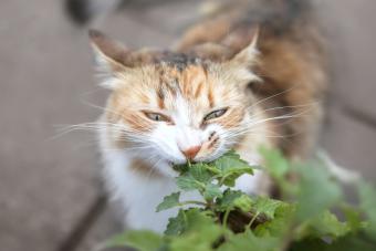 cat eating catnip plant