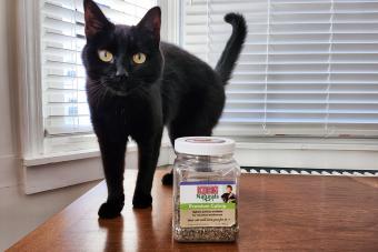 https://cf.ltkcdn.net/www/images/slide/349591-850x566-cat-with-jar-of-catnip.jpeg