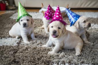 https://cf.ltkcdn.net/www/images/slide/349735-850x567-dog-birthday-1298293683.jpg