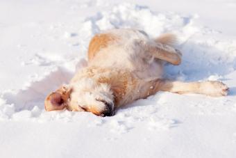 https://cf.ltkcdn.net/www/images/slide/350139-850x566-golden-retriever-in-the-snow-182429550.jpg