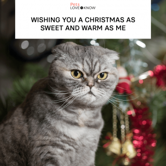 https://cf.ltkcdn.net/www/images/slide/350370-850x850-xmas-cat-memes-sweet.png