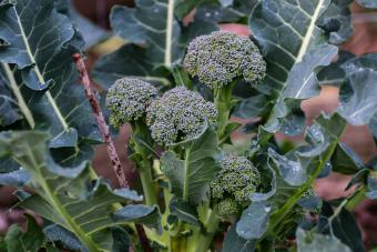 broccoli in the garden