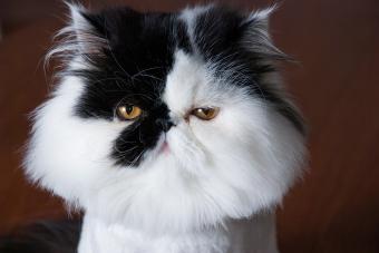 https://cf.ltkcdn.net/www/images/slide/350828-850x566-persian-cat-684030782.jpg