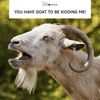 10 Goat Memes That Are The G O A T LoveToKnow Pets