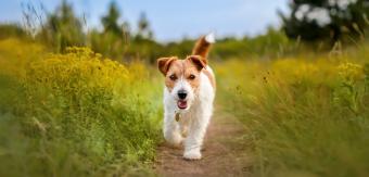 Healthy, happy dog running toward the camera.