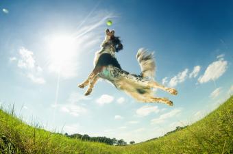 Dog catching a ball mid-air
