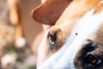 Closeup of a tick on a dog's face