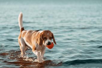 Small dog carrying a safe fetch toy in its mouth.