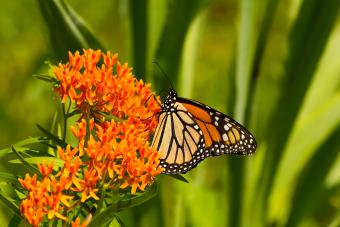 https://cf.ltkcdn.net/www/images/slide/360700-850x566-Butterfly-Weed_1111146479.jpg