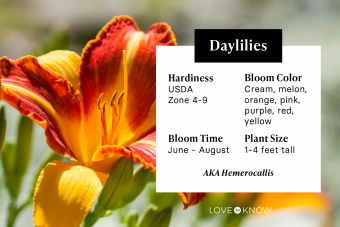 Flowering bright daylily in summer garden