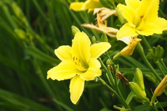 Hemerocallis 'Green Flutter' - daylily