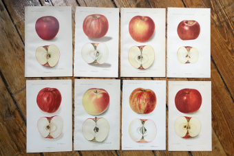 https://cf.ltkcdn.net/www/images/slide/361074-850x566-apple-lithograph-original-antique.png