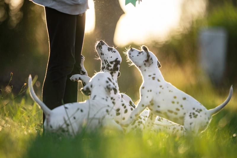 13 HotWeather Dogs That Make Cool Companions LoveToKnow Pets