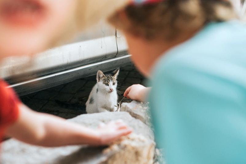 Socializing Feral Cats How Old Is Too Old for Taming? LoveToKnow Pets