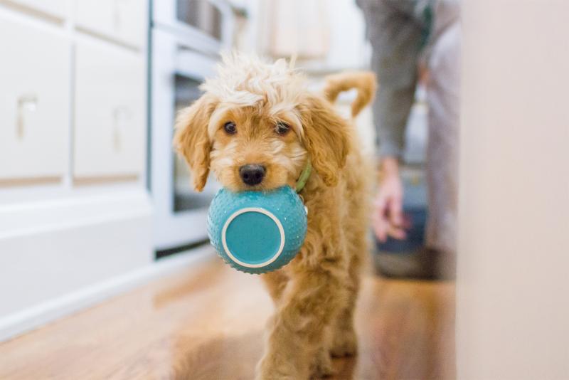How to Clean Dog Bowls & Prevent Bacteria Buildup LoveToKnow Pets