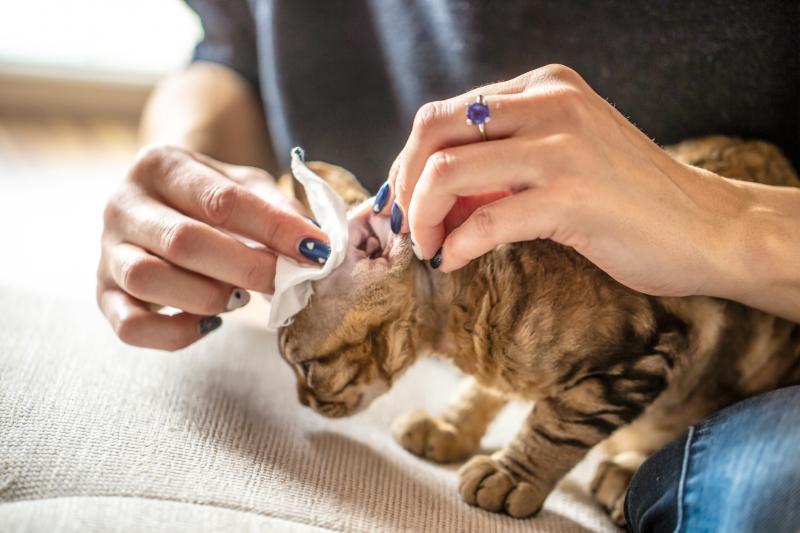 How to Clean a Cat’s Ears the Easy (& Safe) Way LoveToKnow Pets