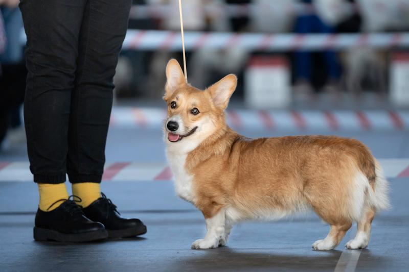 7 Reasons the National Dog Show Wins on Thanksgiving Day | LoveToKnow Pets