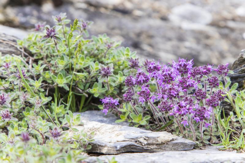 Why Creeping Thyme Is the Lawn Alternative You Need LoveToKnow