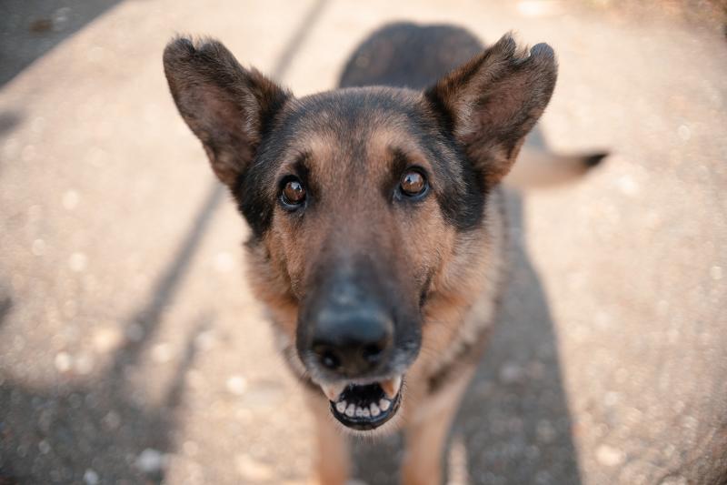 Lost & Found What to Do If You Find a Lost Dog LoveToKnow Pets