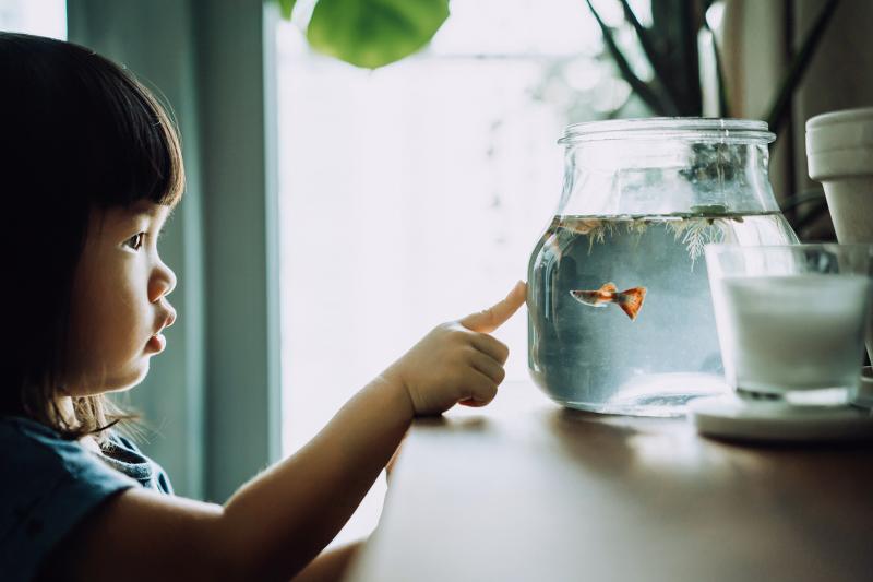 5 Reasons Fish Disappear From Tanks & Safeguarding Others LoveToKnow Pets