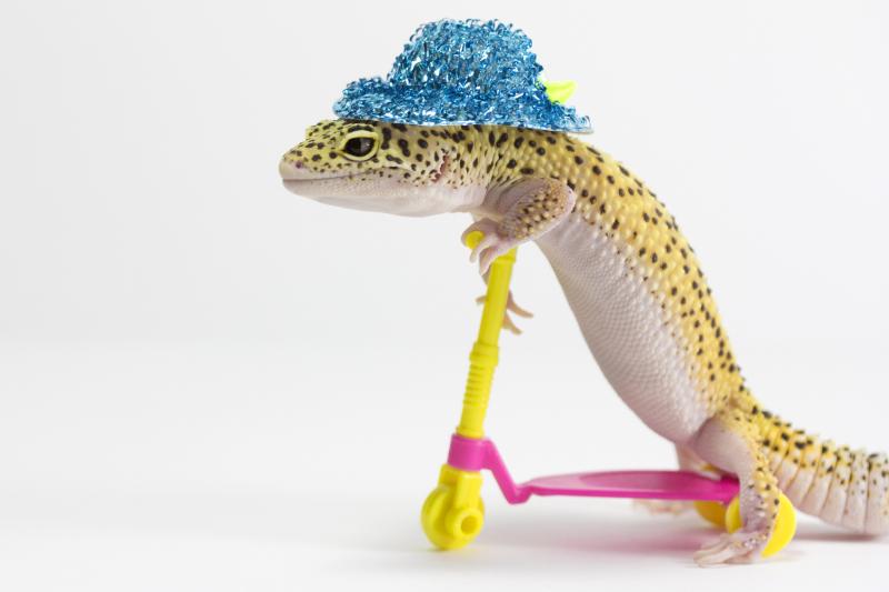 15 Lizards Showing Off Their Tiny Hats & Big Cuteness LoveToKnow Pets