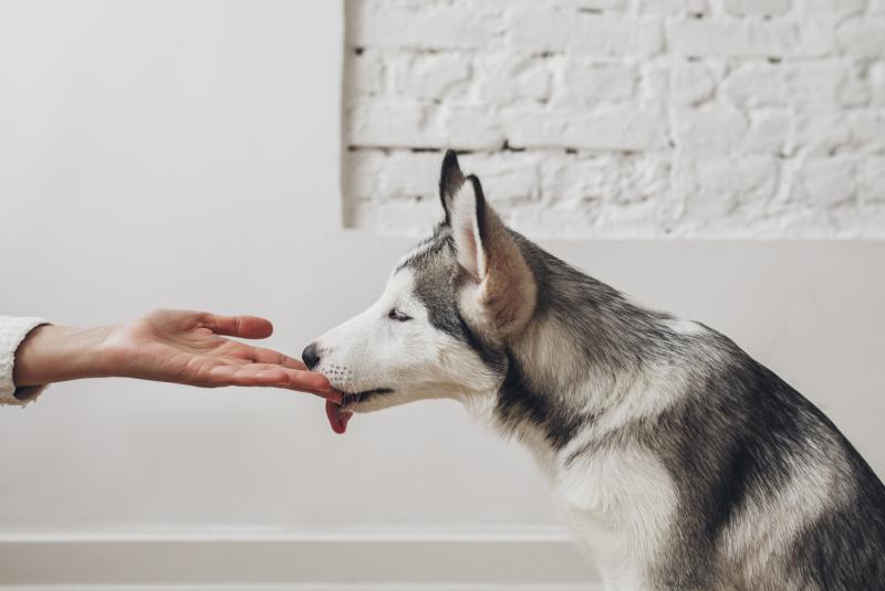 Why Your Dog Licks Your Hand & Tips for Taming the Slobber LoveToKnow Pets