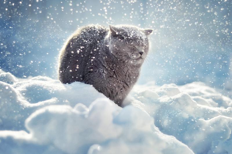 Risks & Signs of Frostbite in Cats — Plus Quick Prevention Tips