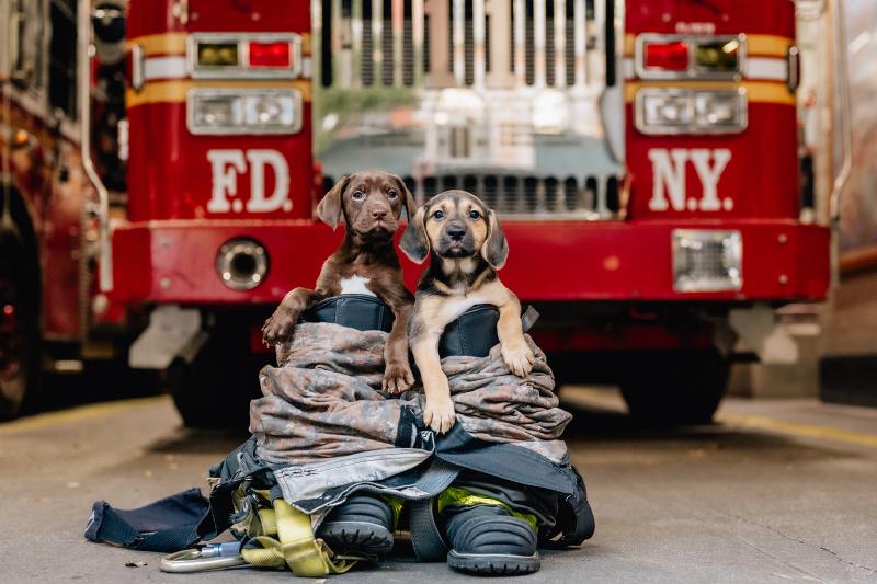 130 Fire Inspired Names For Fire Dogs LoveToKnow Pets