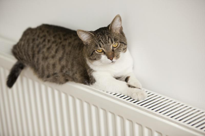 Sudden Sits Why Cats Lay Down at Odd Times & Places LoveToKnow Pets