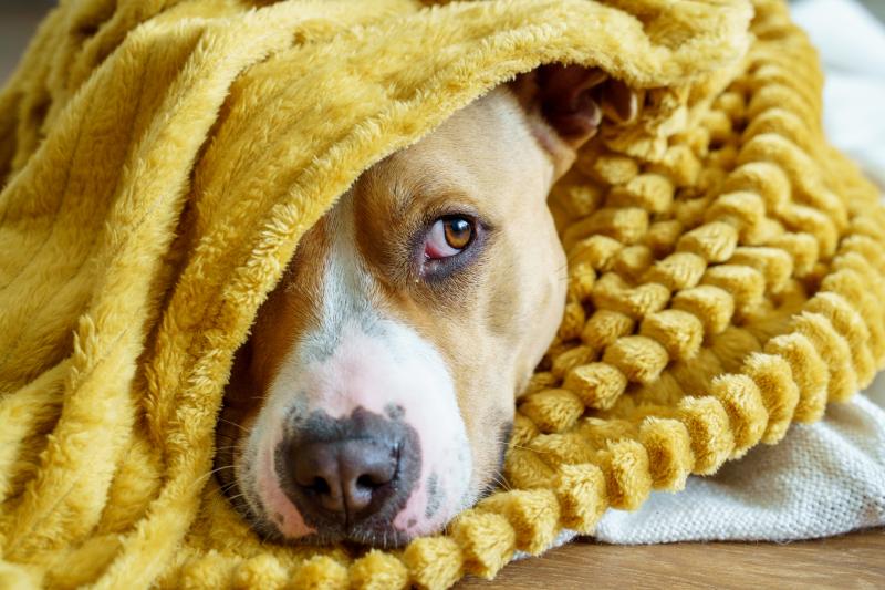 Seasonal Flu Facts Can My Dog Catch My Cold or Flu? LoveToKnow Pets