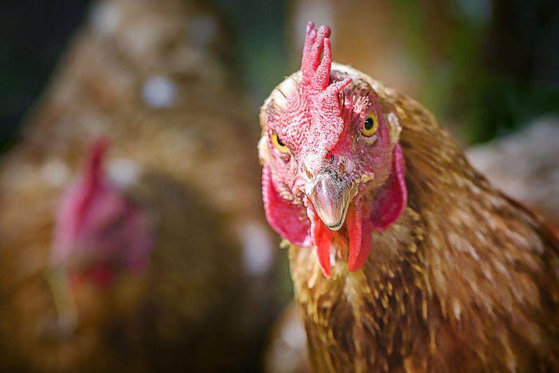 30 Funny Chicken Quotes & Captions to Get You Cluckling LoveToKnow Pets
