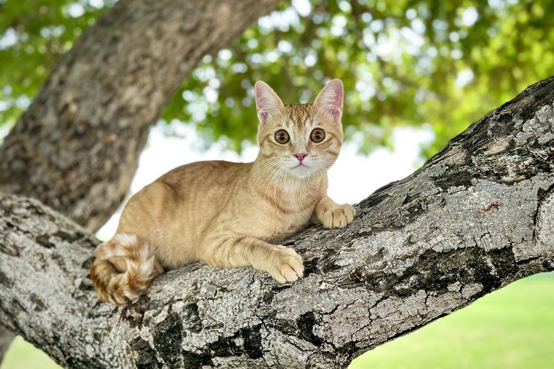 Who to Call to Get Cats Out of Trees (It's Not the Fire Dept