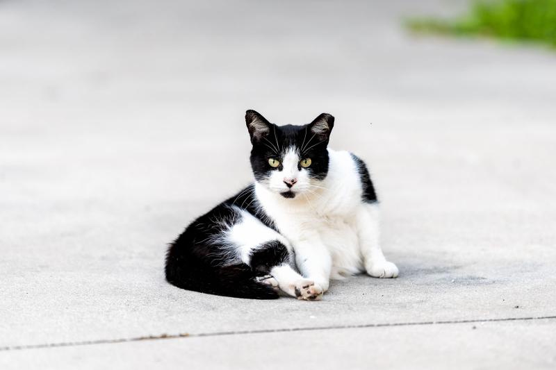 How to Humanely Keep Feral Cats Away in 4 Simple Steps LoveToKnow Pets