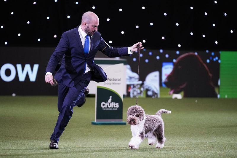 What Are Dog Show Handlers & What Do They Actually Do? LoveToKnow Pets