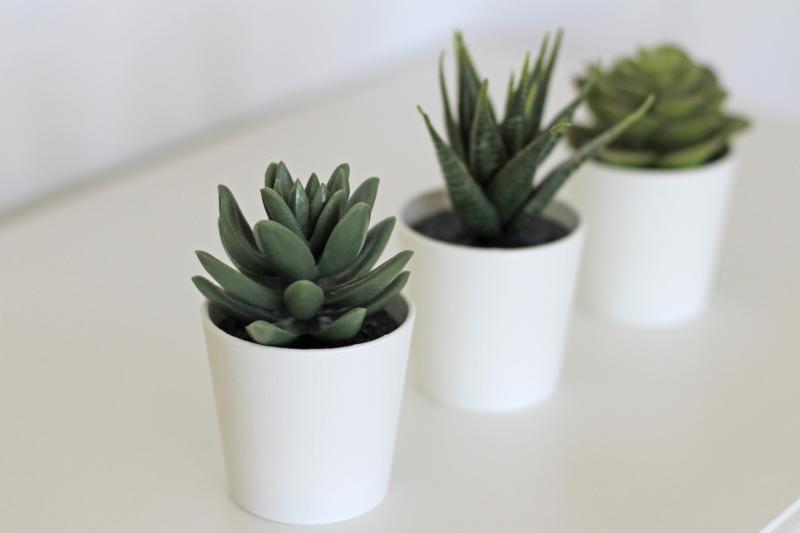 9 Petite Plants That Stay Small & Add Color Without Taking Over