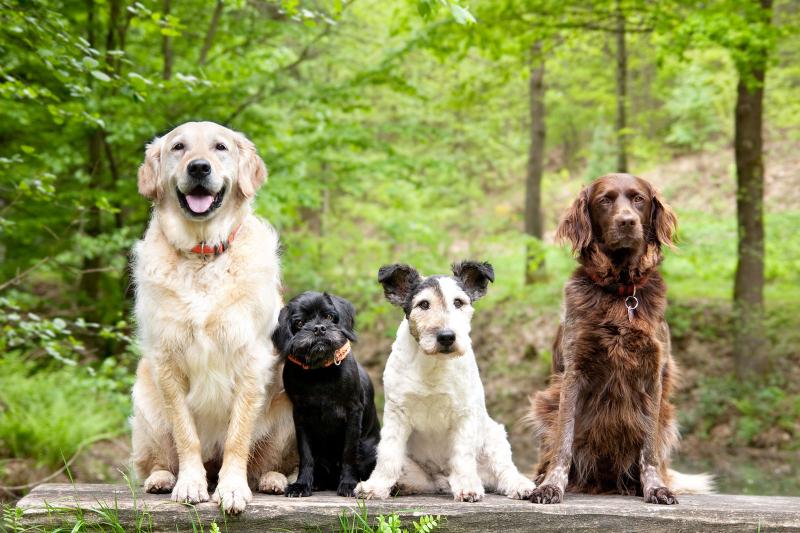 advantages-disadvantages-of-cross-breeding-dogs-lovetoknow-pets